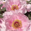 Paeonia suffruticosa 'Niigata Tenn Yio No Mai' fleur